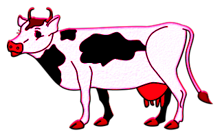 vaches